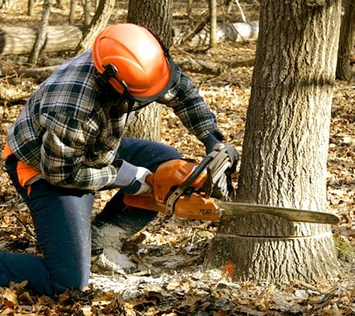 Tree Removal in Wauregan, CT